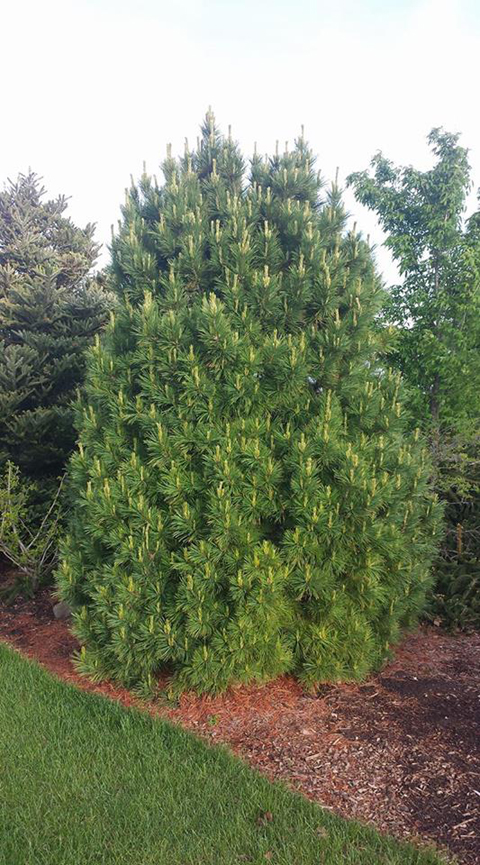 Pinus cembra 'Compacta'